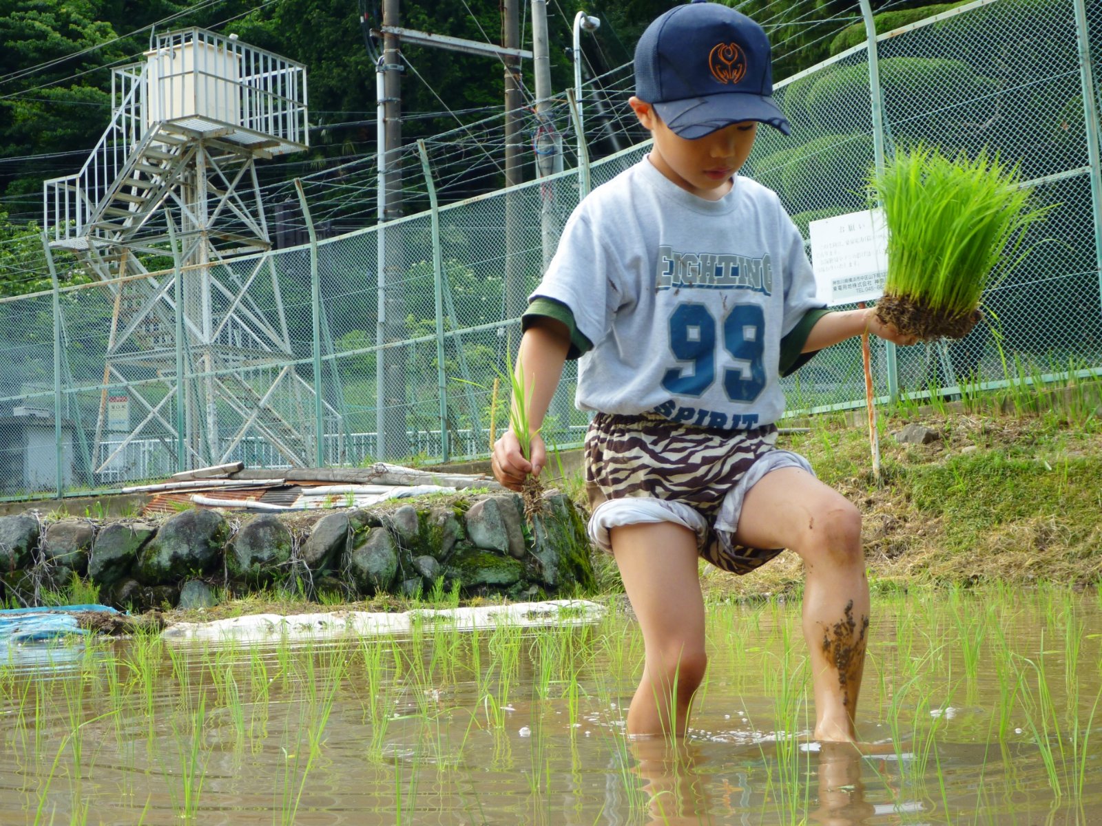 森の中で自然を発見